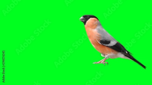 bullfinch on a green background, cut out