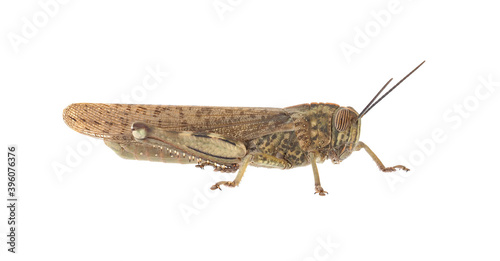 The Egyptian grasshopper or Egyptian locust isolated on white background, Anacridium aegyptium photo