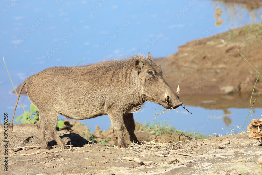 Warzenschwein / Warthog / Phacochoerus africanus Warzenschwein / Warthog / Phacochoerus africanus