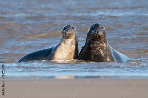Male and Female Atlantic Grey Seals (Halichoerus grypus) in the edge of the sea in breeding season