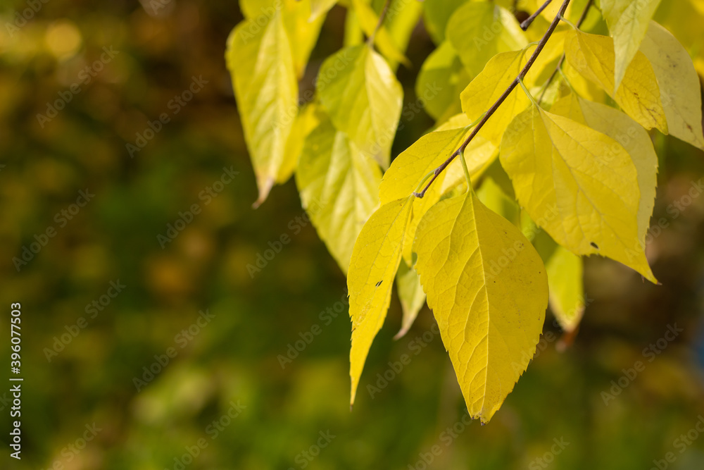 Tree twigs with autumn leaves on blurred background Tree twigs with autumn leaves on blurred background
