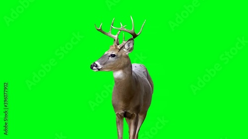 beautiful forest deer looks around