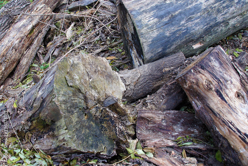 Old rotten logs