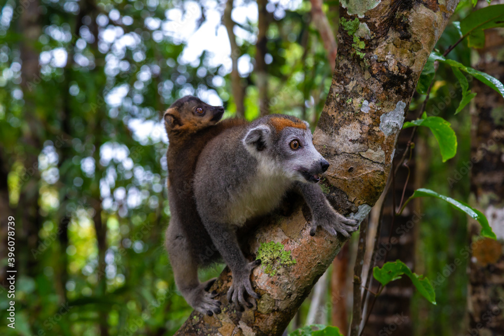 Fototapeta premium A crown lemur on a tree in the rainforest of Madagascar