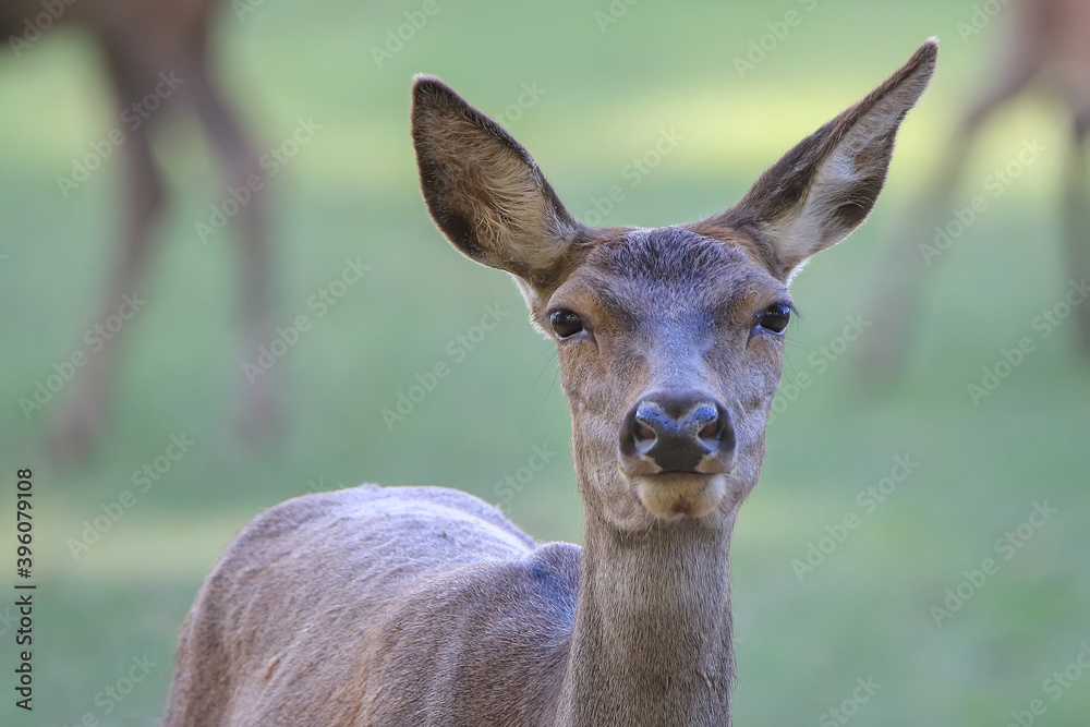 Des yeux de biche