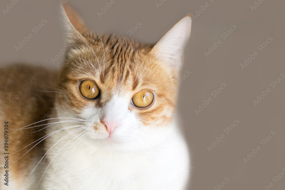 Cat background, wide open brown feline eyes, red and white pet Cat background, wide open brown feline eyes, red and white pet
