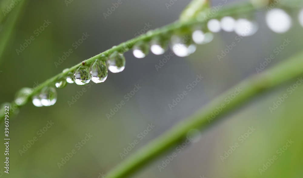 Raindrop Water drops Nature Polka dots leaf Raindrop Water drops Nature Polka dots leaf