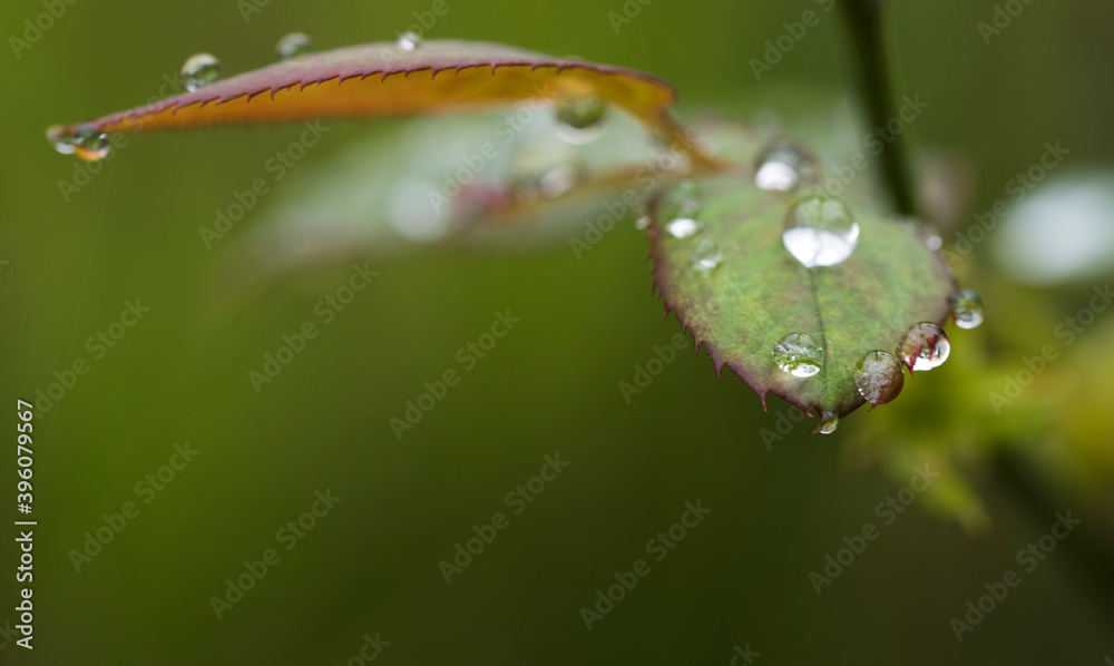 Raindrop Water drops Nature Polka dots leaf Raindrop Water drops Nature Polka dots leaf