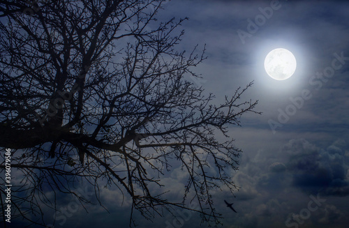 Full moon in the garden above the tree branches © alg2209