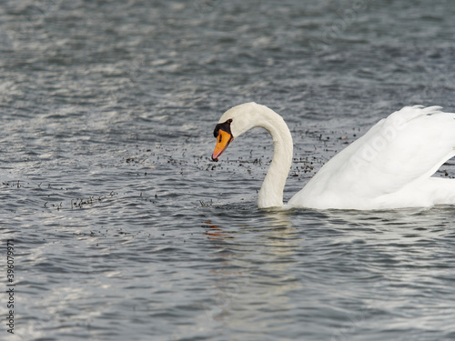 Fototapeta Naklejka Na Ścianę i Meble -  Mute swan on Lake Shinji