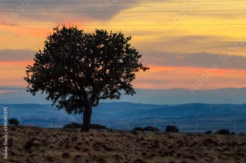 Beautiful silhouette of a lonely tree in the countryside at sunset