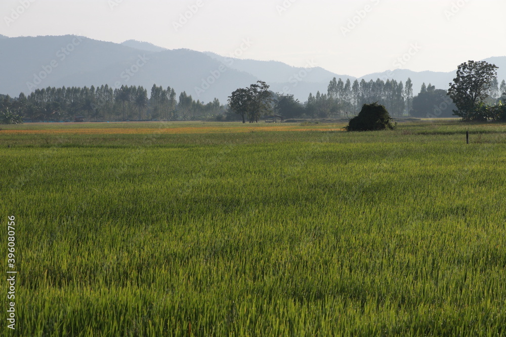 Beautiful view of the rice field in the morning