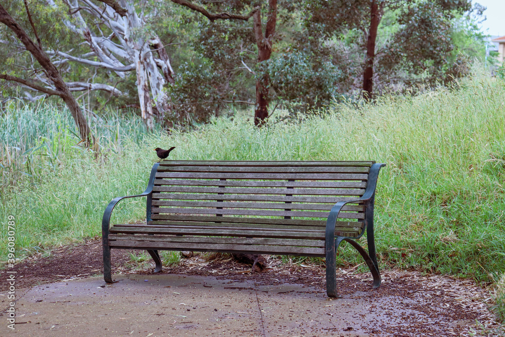 bench in the park surrounded by long grass with blackbird