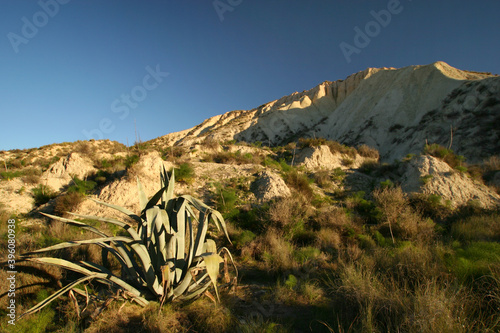 Ambiente semiárido, formación geomorfológica de badlands. Pita o pitera en primer término (Agave americana). Paisaje Protegido Barrancos de Gebas, Alhama de Murcia. photo