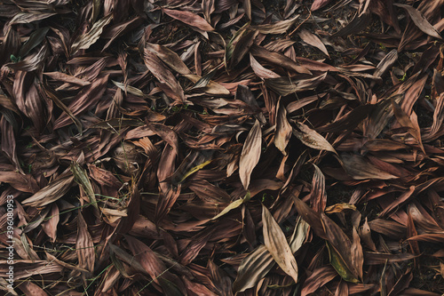 Background of dry leaves in the evening © อิทธิพล สิทธิแพทย์
