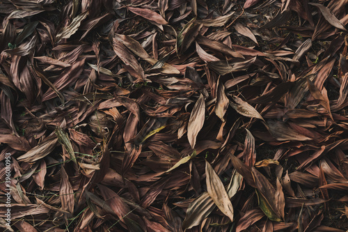 Background of dry leaves in the evening