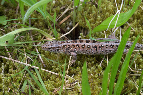 High angle shot of viviparous lizard sidewinding in a meadow photo