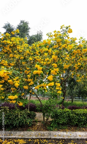 Fototapeta Naklejka Na Ścianę i Meble -  yellow flowers at park in the morning