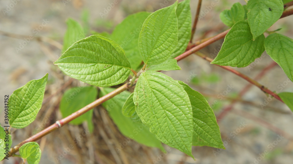 Branch with leaves close-up, green leaf Branch with leaves close-up, green leaf
