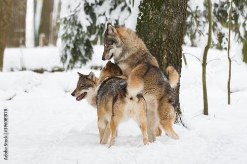 Europeans wolves playfully jumping on each other in a snow-covered winter landscape © Jürgen Bochynek