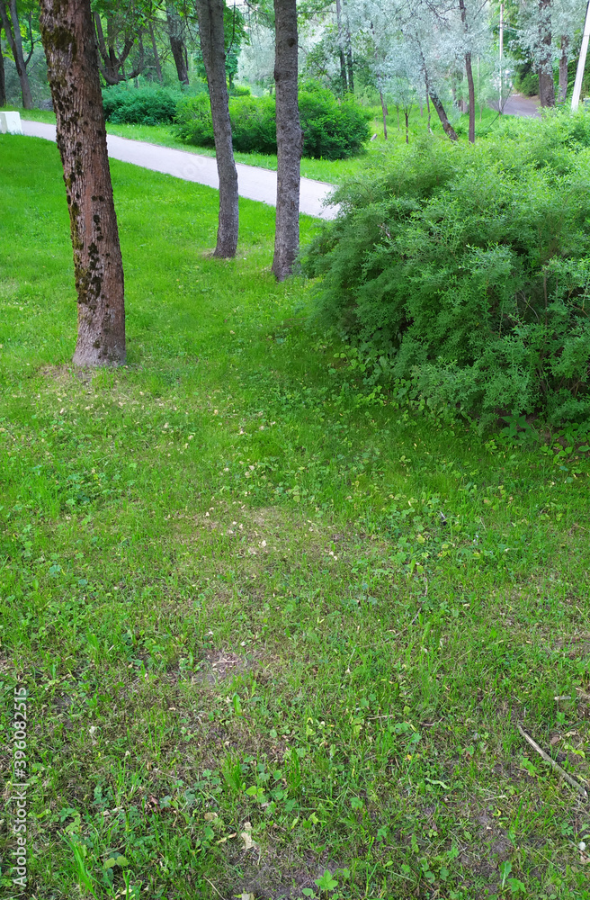 path in the forest path in the forest