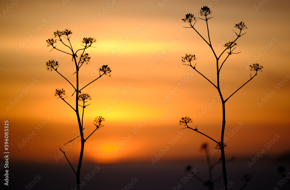 Obraz premium plantas en primar plano y al fondo atardecer color anaranjado