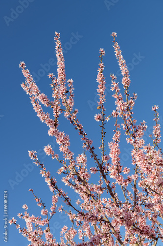 Foto Flores de almendro bajo un cielo azul