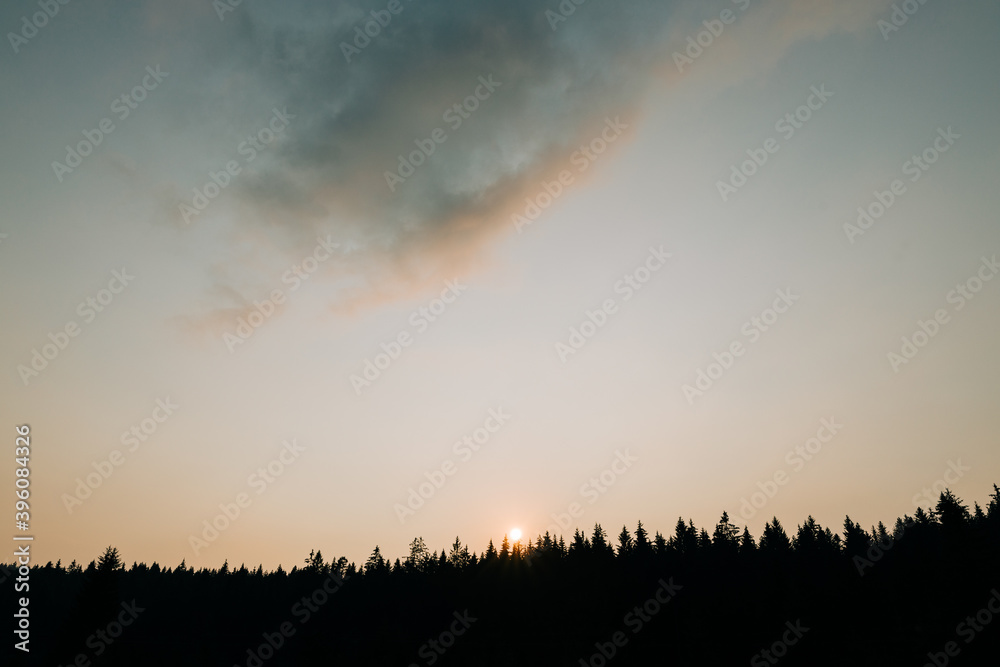 Beautiful sunset over the pine tree forest