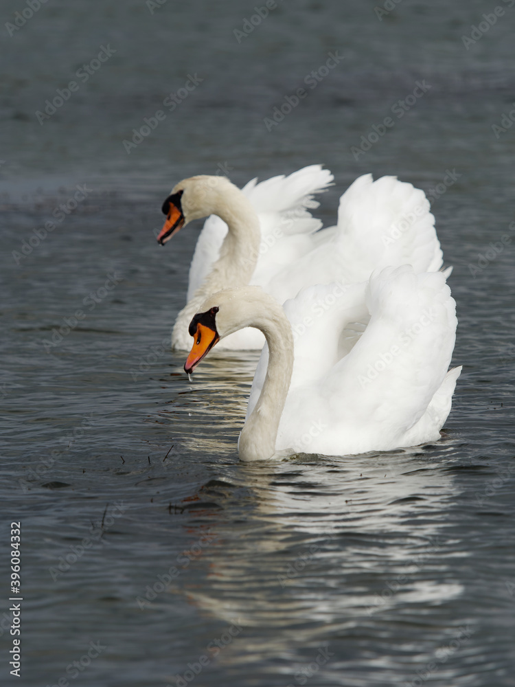 Obraz premium Mute swan on Lake Shinji