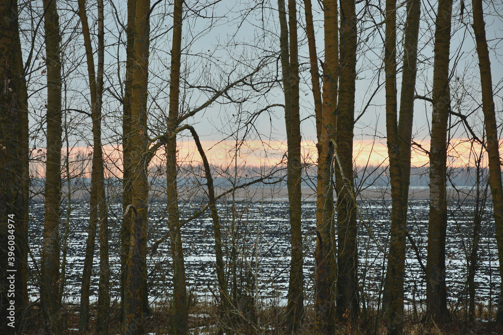 Winter sunset on the background of birches . Winter sunset on the background of birches .