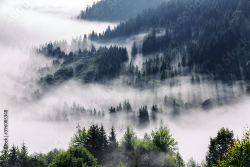 Amazing foggy morning.Landscape with high mountains. Forest of the pine trees. The early morning mist. Touristic place. Natural scenery. Summer day. A place to relax in the Carpathian Park. © Vitalii_Mamchuk