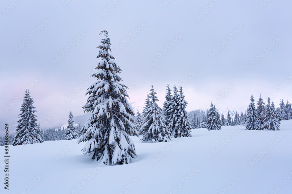 Fototapeta premium Beautiful landscape on the cold winter day. High mountain. Pine trees in the snowdrifts. Lawn and forests. Snowy background. Nature scenery. Location place the Carpathian, Ukraine, Europe.