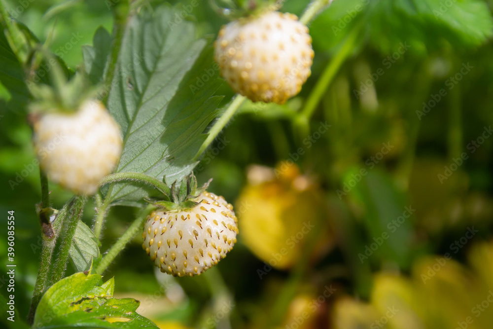 Close-up of white strawberry berries on branches. Small seeds cover the white berry on the branch. Close-up of white strawberry berries on branches. Small seeds cover the white berry on the branch.
