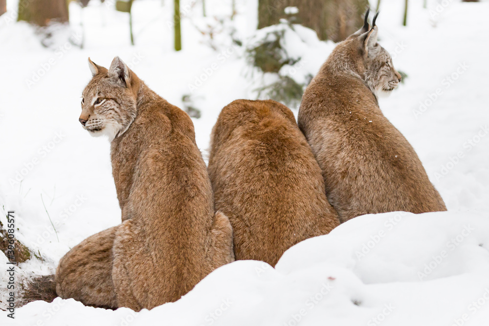 Naklejka premium Three young Eurasian bobcats Lynx lynx sitting side-by-side in snow-covered winter landscape