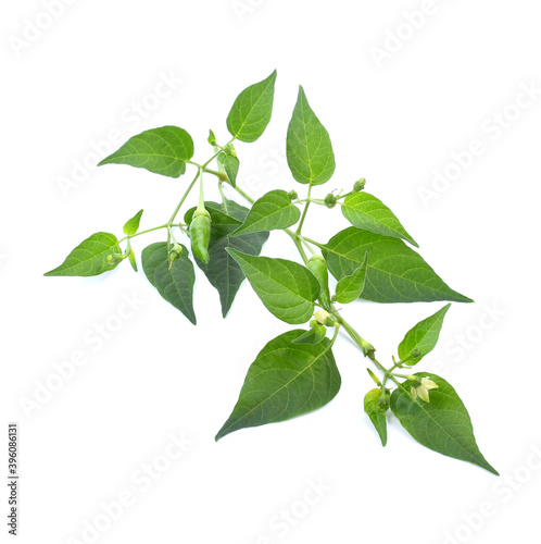 Chili pepper leaves isolate on white background