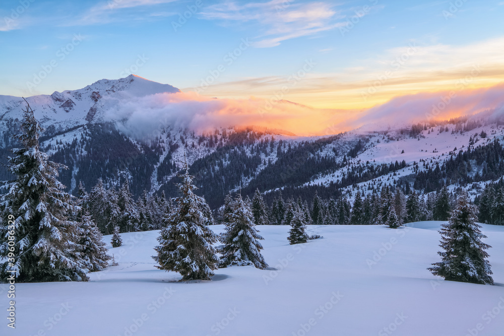 Awesome sunrise. Winter forest. A panoramic view of the covered with frost trees in the snowdrifts. High mountains with snow white peaks. Natural landscape with beautiful sky.