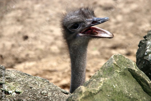 Ostrich in close-up in his enclosure at Ouwehands Zoo in Rhenen photo