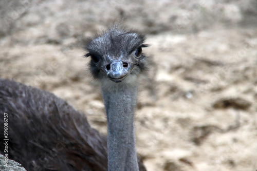 Ostrich in close-up in his enclosure at Ouwehands Zoo in Rhenen photo