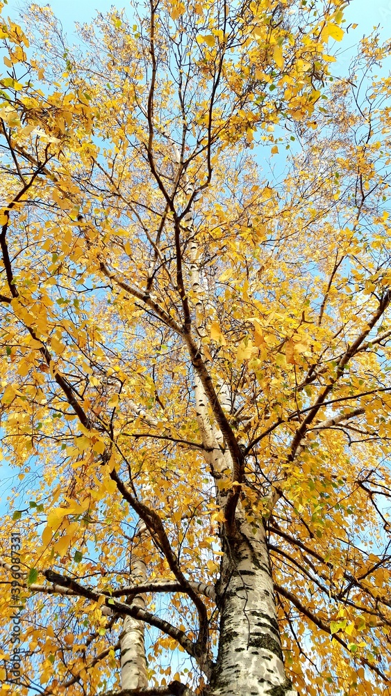 Golden birch in autumn against the blue sky looks especially beautiful