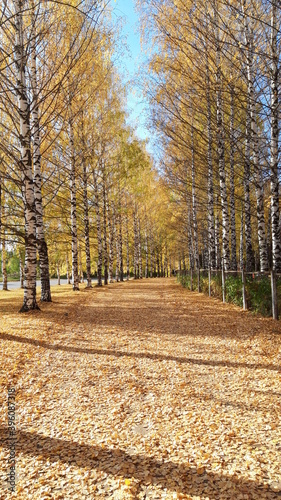 birch alley Golden autumn looks especially beautiful