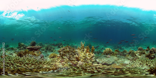 Tropical fishes and coral reef underwater. Hard and soft corals, underwater landscape. Philippines. Virtual Reality 360.