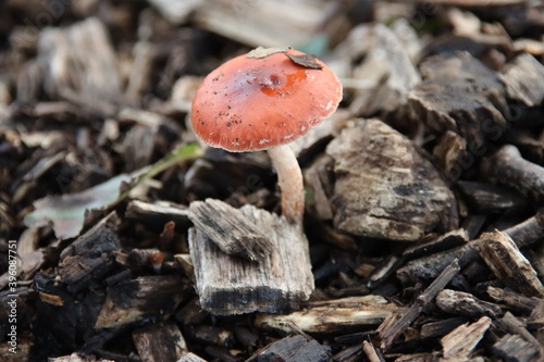 Formerly Russula mairei (Singer), and commonly known as the beechwood sickener, photo