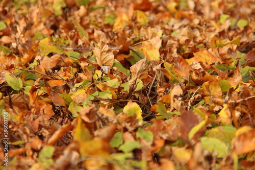 Colored leaves of the beech hedge illuminated by the sunlight during the fall