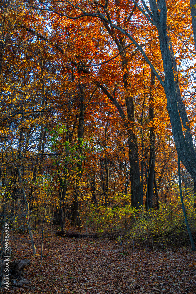 Beautiful Fall Colors