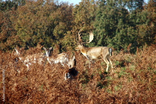 Canvas Print Fallow deer in the Amsterdam Waterleidingduinen