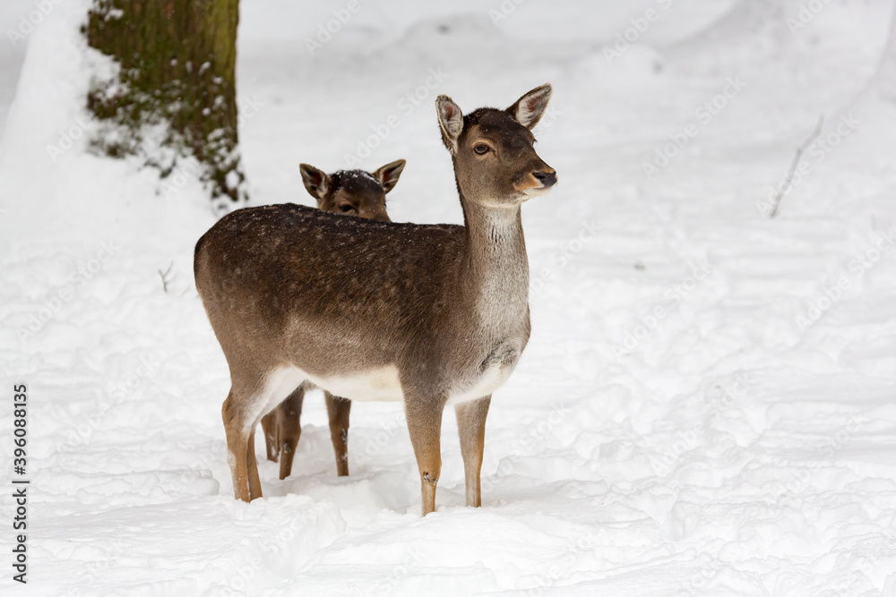 Female fallow deer Dama dama with calf in snow-covered winter landscape Female fallow deer Dama dama with calf in snow-covered winter landscape