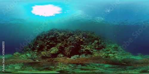 Tropical Fish Corals Marine Reef. Underwater Sea Tropical Life. Tropical underwater sea fishes. Underwater fish reef marine. Tropical colorful underwater seascape. Philippines. 360 panorama VR © Alex Traveler