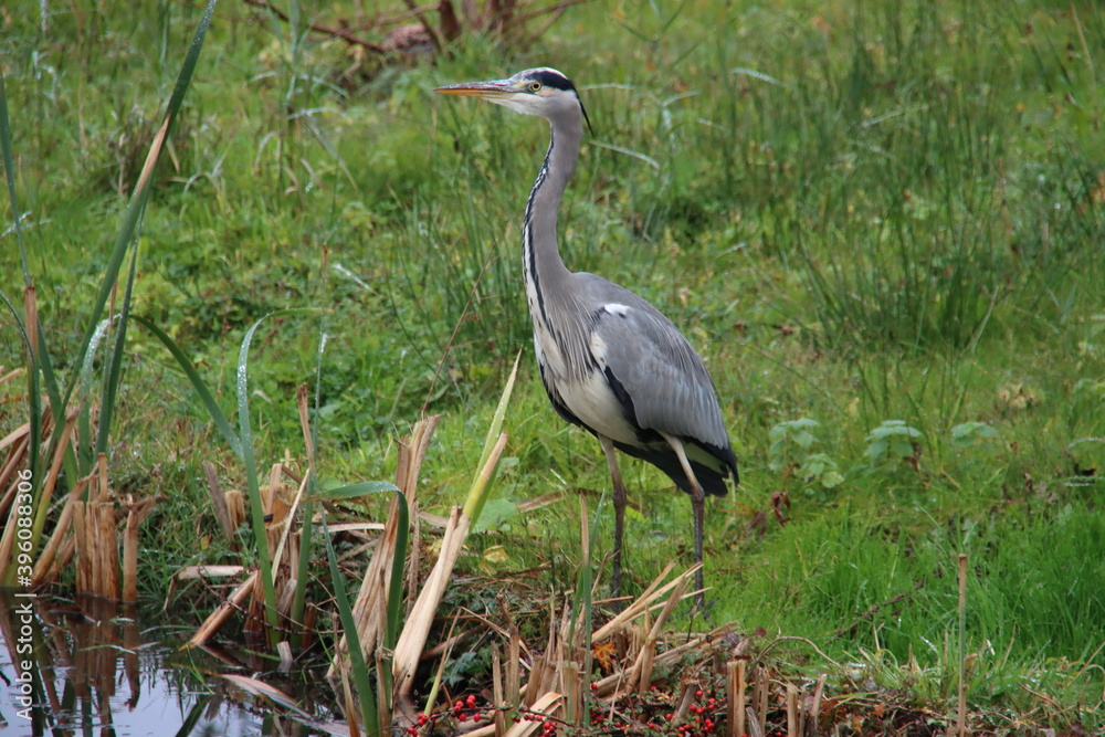 Heron along the side of the water searching for fish or frog