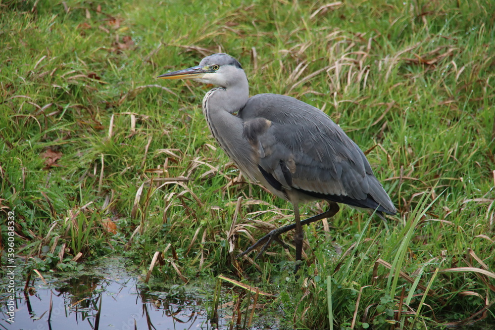 Heron along the side of the water searching for fish or frog Heron along the side of the water searching for fish or frog