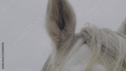 Close shot of a beautiful white horse in Camargues, south of france